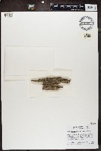 Tephromela atra image