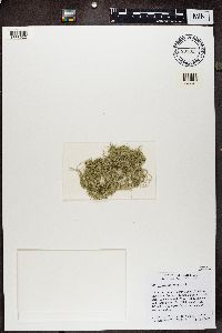 Usnea cavernosa image