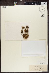 Peltigera didactyla image