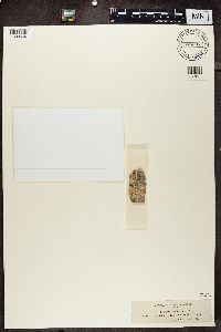 Media resource of Lecanora cateilea