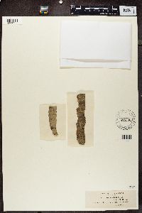 Lecanora albella image