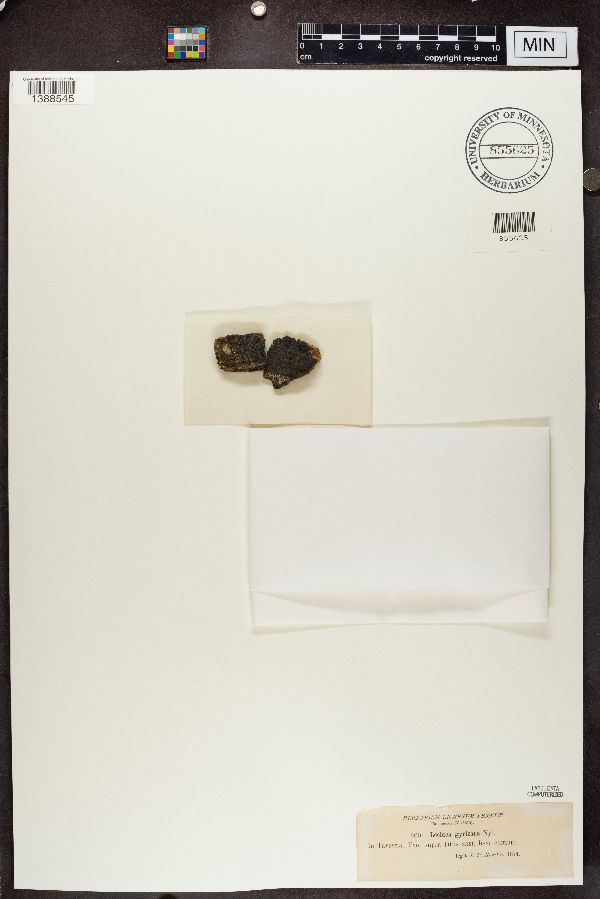 Lecidea gyrizans image