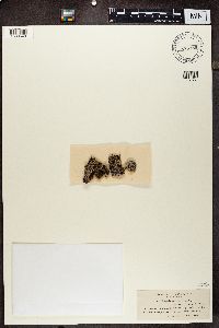 Physconia muscigena image