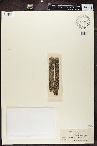 Physcia stellaris image