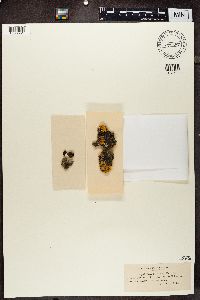 Phaeophyscia nigricans image
