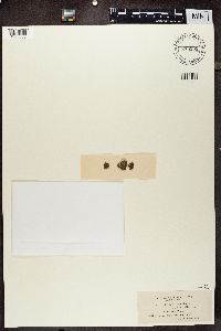 Phaeophyscia orbicularis image