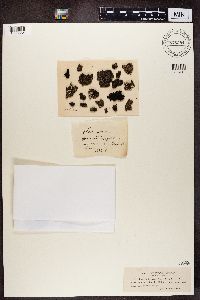 Phaeophyscia orbicularis image