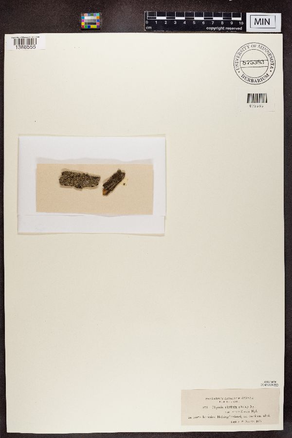 Phaeophyscia orbicularis image