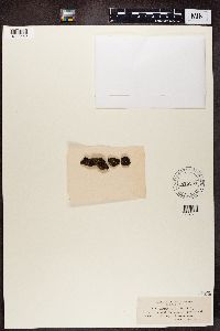 Acarospora fuscata image