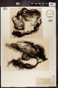 Alectoria fremontii image