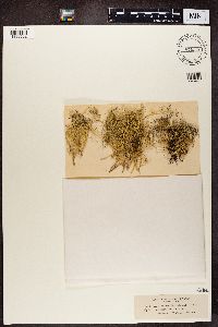 thumbnail image of current specimen