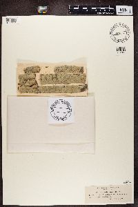 Pertusaria carneopallida image