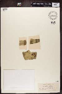 Media resource of Pertusaria leioplaca