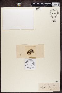Pertusaria panyrga image
