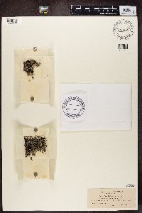 Diploschistes scruposus image