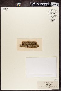 Lecanora carpinea image