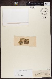 Lecanora carpinea image