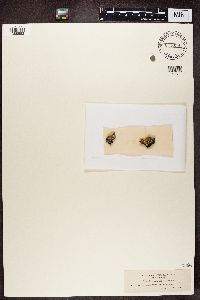 Lecanora chlarotera image