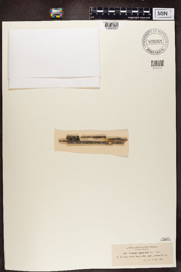 Lecanora hypoptoides image