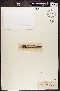 Media resource of Lecanora hypoptoides