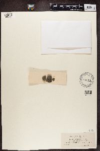 thumbnail image of current specimen
