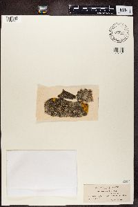 Lecania dubitans image