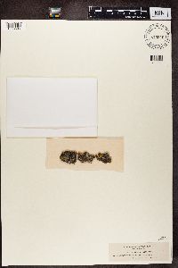 Lecania fuscella image