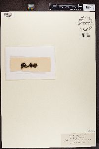 Psora globifera image
