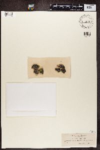 Lecidea lactea image