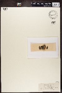 thumbnail image of current specimen