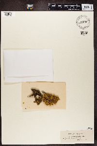 Vulpicida juniperinus image