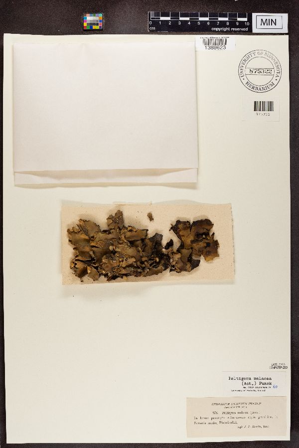 Peltigera malacea image