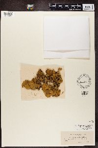 Peltigera polydactyla image