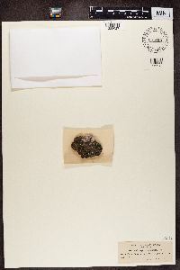 Dermatocarpon leptophyllum image