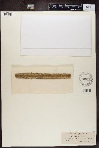 Pyrenula coryli image