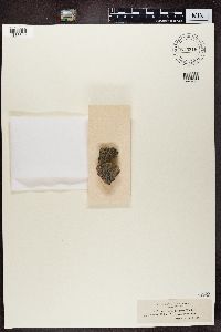 Verrucaria margacea image