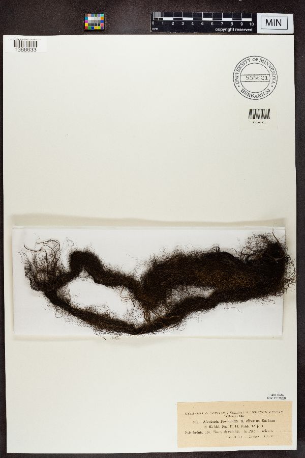 Alectoria fremontii subsp. olivacea image