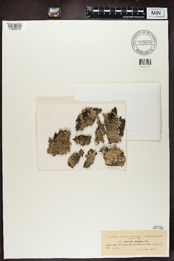 Ramalina farinacea image