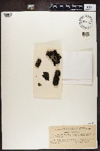 Leptogium saturninum image