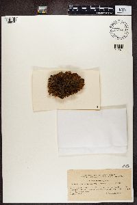 Solorina crocea image