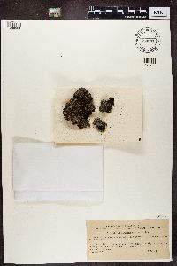 Trapeliopsis granulosa image
