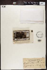 Placynthiella uliginosa image