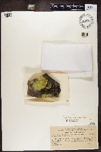 Psilolechia lucida image