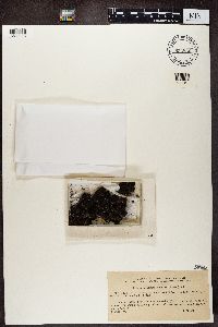 Lecidea uliginosa image