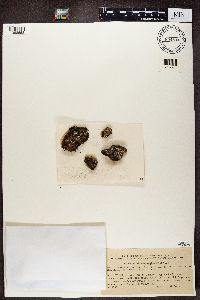Psora decipiens image