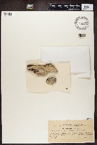 Phlyctis argena image