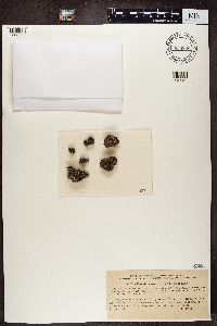 Image Associated With the Occurrence