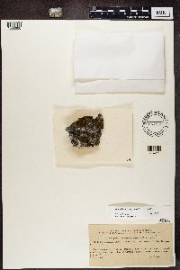 Caloplaca aurantia image