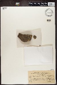 Verrucaria funckii image