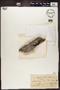 Lecanactis abietina image